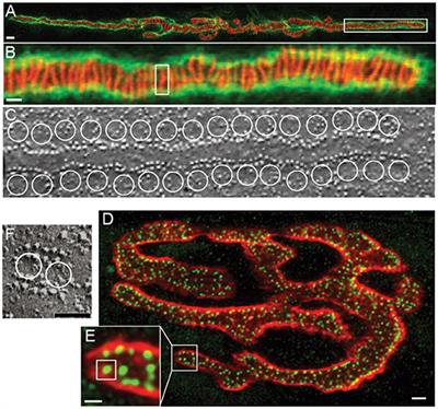 Microphysiological Modeling of the Structure and Function of Neuromuscular Transmitter Release Sites